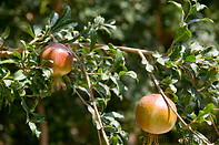 08 Pomegranates
