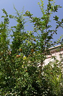 09 Pomegranate tree