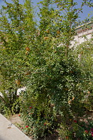 10 Pomegranate tree