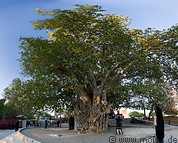 08 Big tree in Harireh
