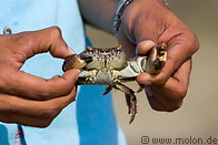 12 Crab