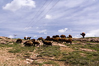 10 Sheep