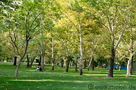 19 Lawn and trees