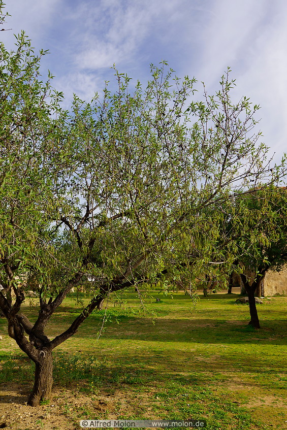 10 Almond trees