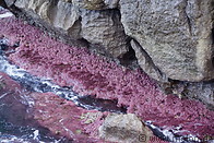 08 Pink algae on rocks