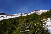 10 Trees on Mt Etna in winter