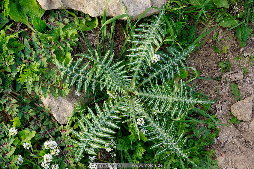 06 Thistle plant