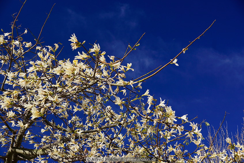 04 Magnolia tree flowers
