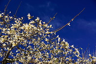 04 Magnolia tree flowers
