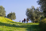 19 Meadow with olive trees