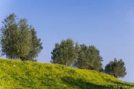 20 Meadow with olive trees