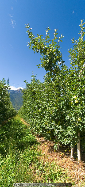 03 Apple trees