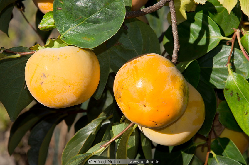 12 Persimmon fruits