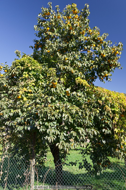 13 Persimmon tree