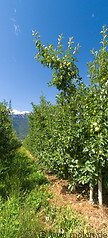 03 Apple trees