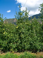 04 Apple trees