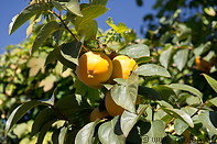 10 Persimmon fruits