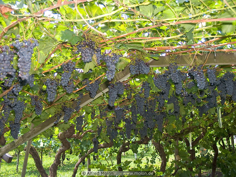 03 Grapes