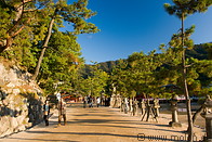 10 Tree lined path to shrine