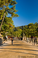 11 Tree lined path to shrine