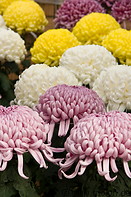 06 Chrysanthemum flowers