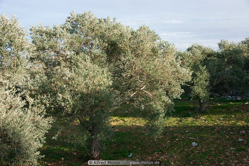 01 Olive trees