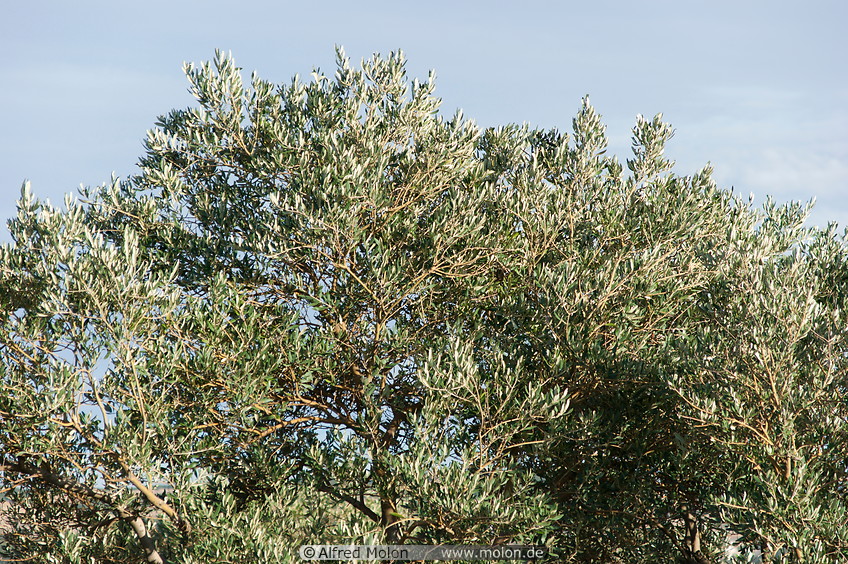 02 Olive trees