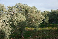 01 Olive trees