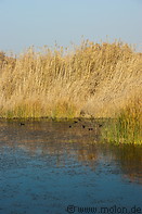 06 Pond and reeds