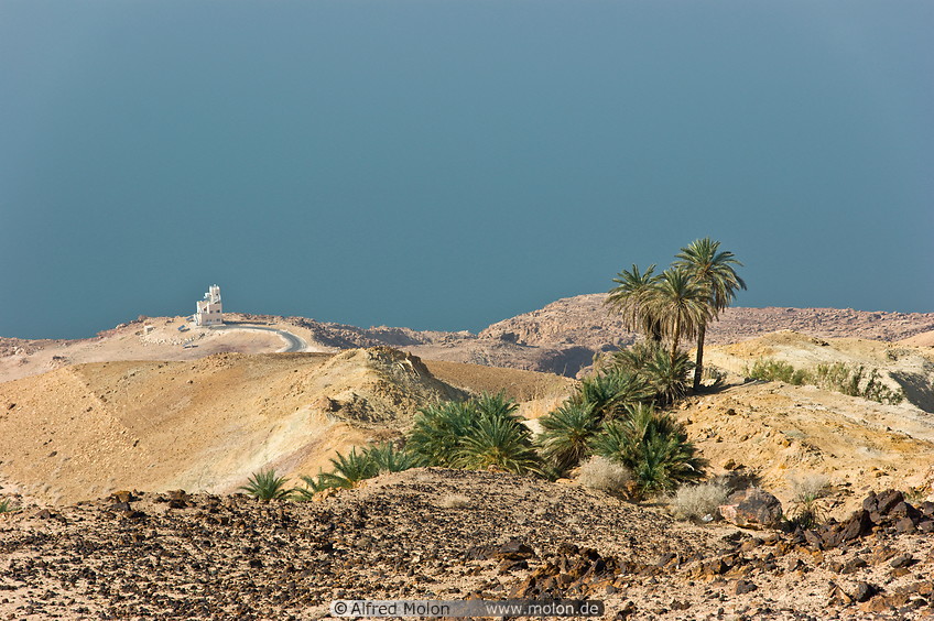 07 Dead Sea coast and palm tree