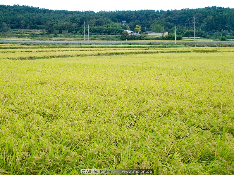 06 Rice paddy