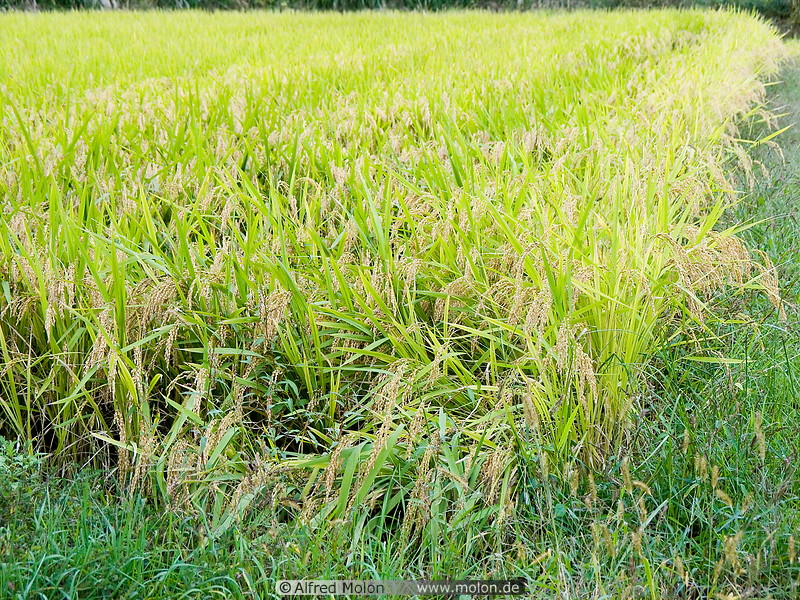 07 Rice paddy