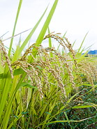 08 Rice plants with seeds