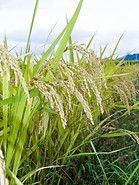 09 Rice plants with seeds