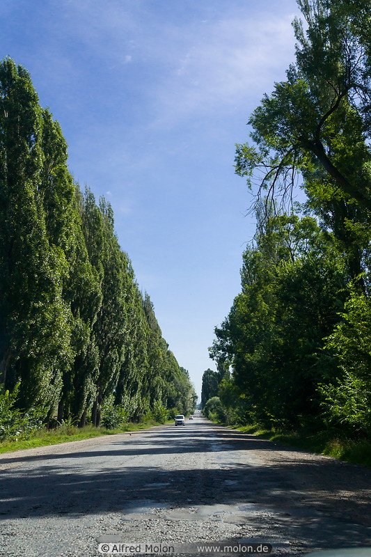 04 Tree lined road