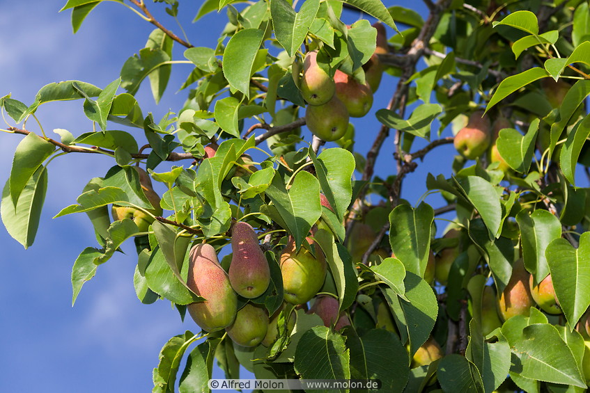 10 Pear tree