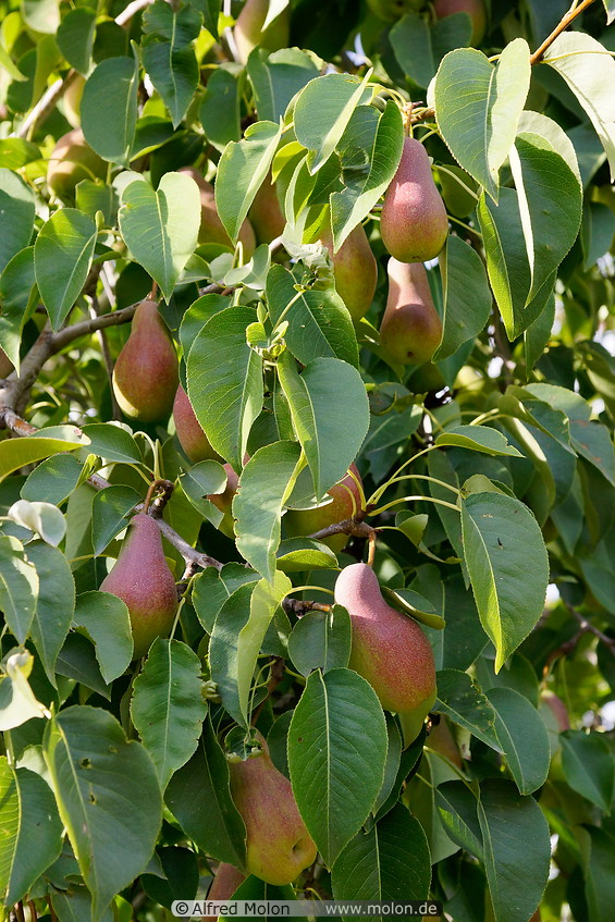 11 Pear tree