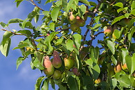 10 Pear tree
