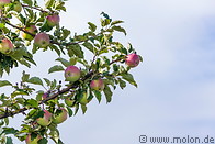 12 Apple tree