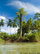 01 Palm trees along shore