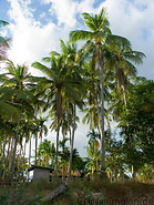 02 Palm trees