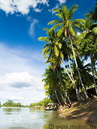 02 Coconut palm trees along river bank