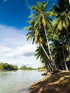 03 Coconut palm trees along river bank