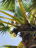 18 Harvesting sugar palm trees