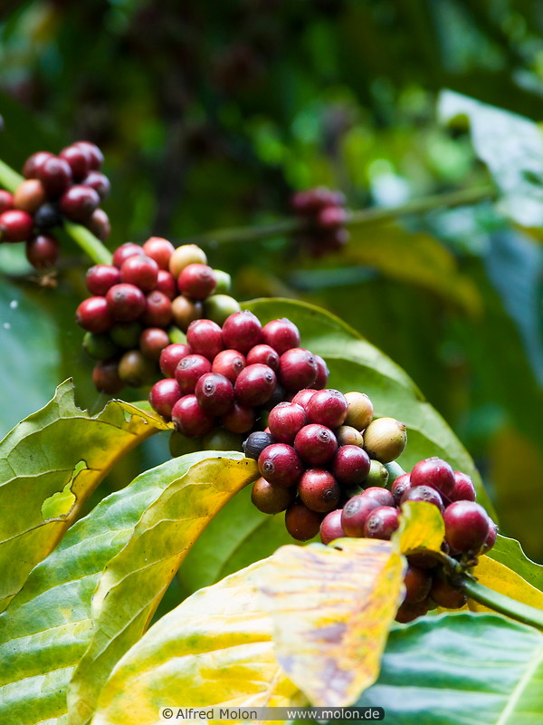 07 Coffee berries