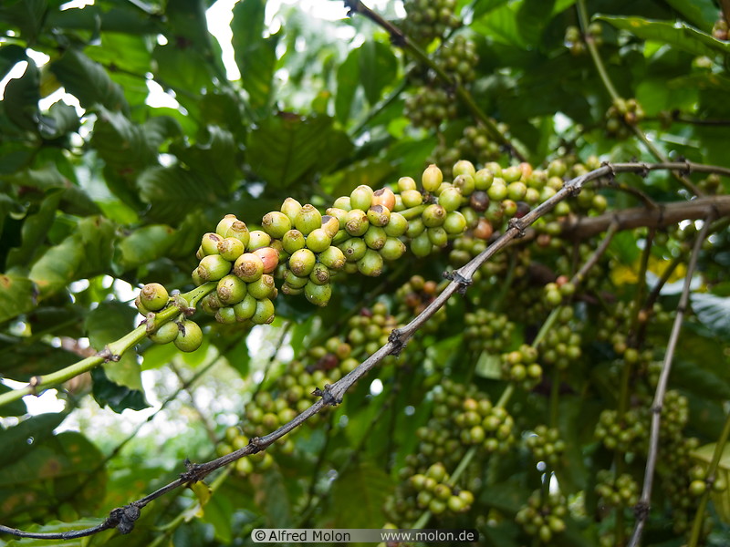 20 Green coffee berries