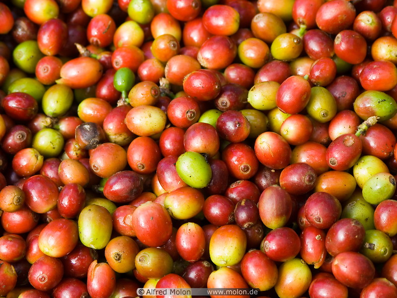 26 Harvested coffee berries