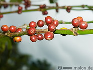 03 Coffee berries