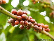 04 Coffee berries