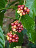 15 Coffee berries